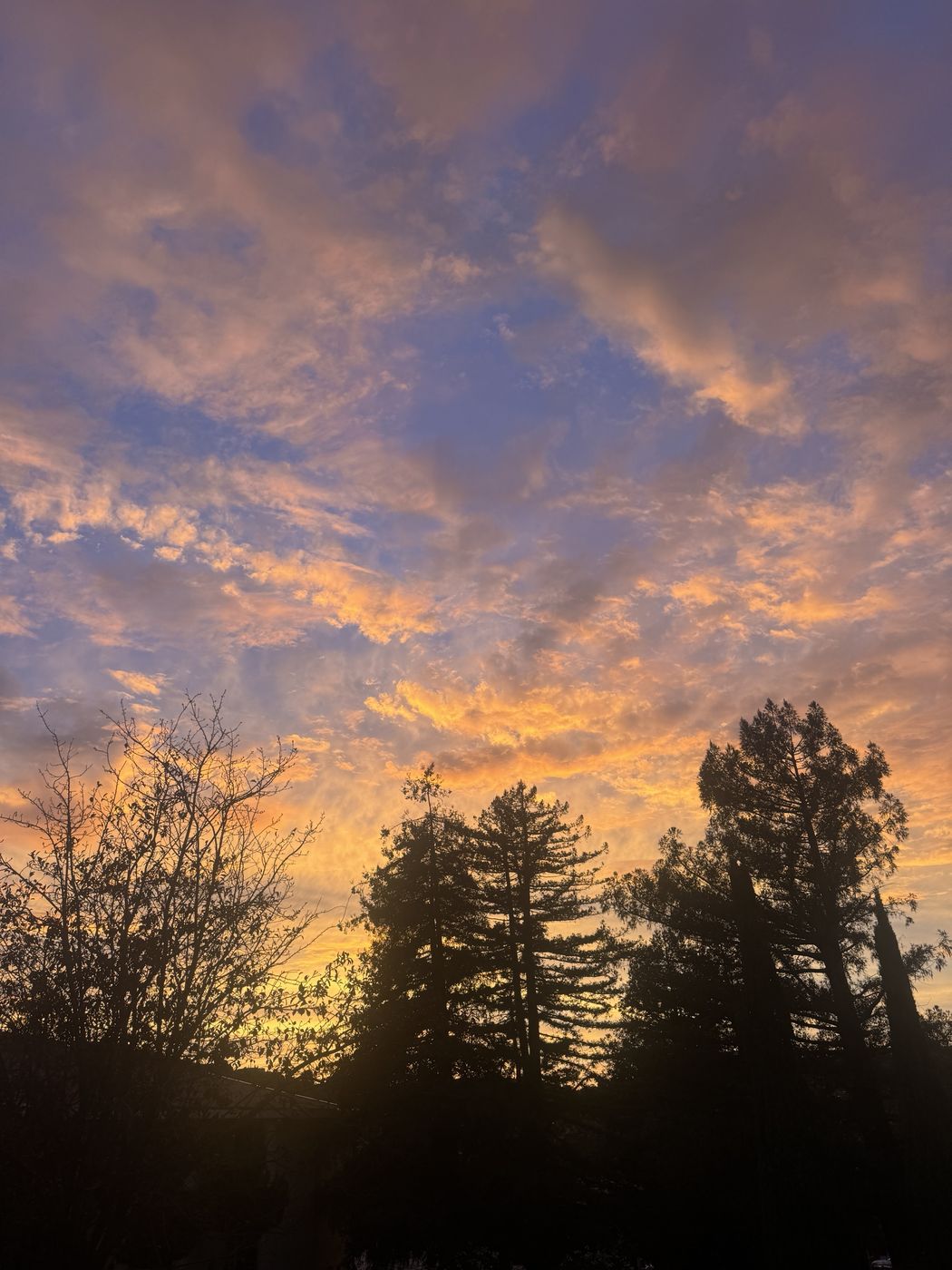 A pink and gold sunset over tall trees in San Carlos